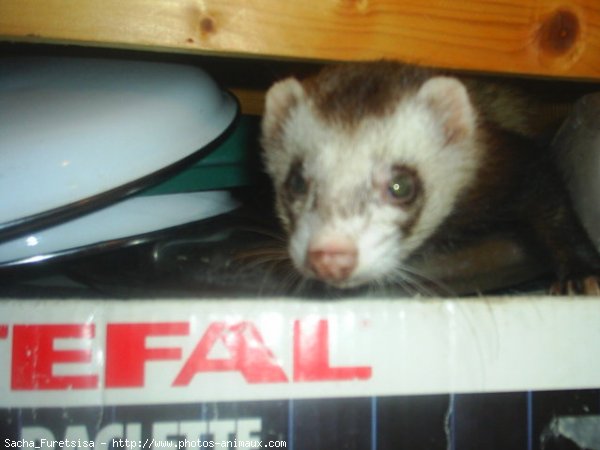 Photo de Furet