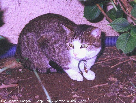 Photo de Chat domestique