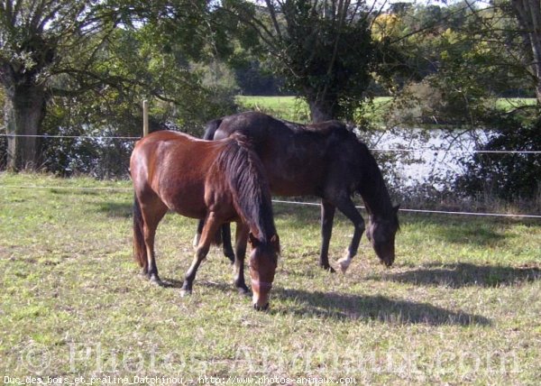 Photo de Races diffrentes