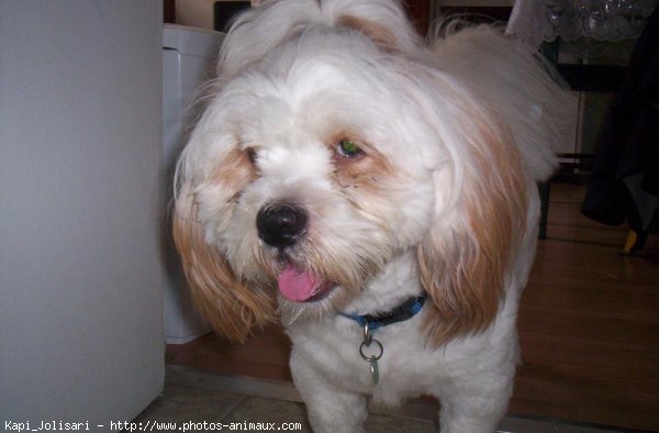 Photo de Lhassa apso