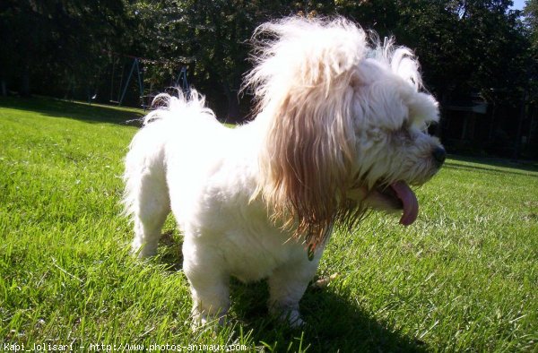 Photo de Lhassa apso