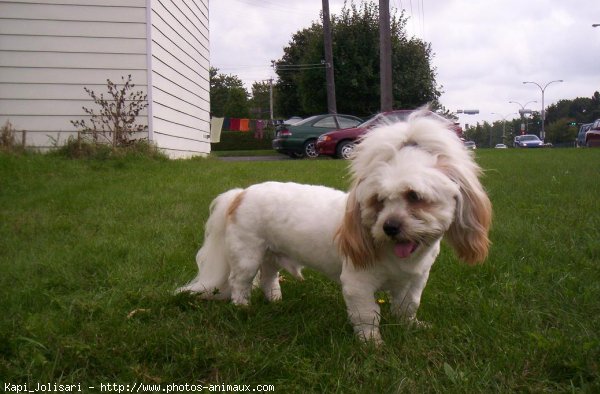 Photo de Lhassa apso