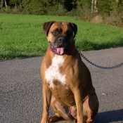 Photo de Boxer