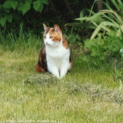 Photo de Chat domestique