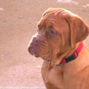 Photo de Dogue de bordeaux