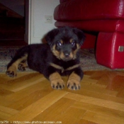 Photo de Rottweiler