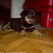 Photo de Rottweiler