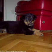 Photo de Rottweiler