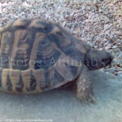 Photo de Tortue