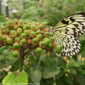 Photo de Papillon