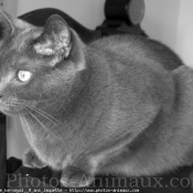 Photo de Chartreux