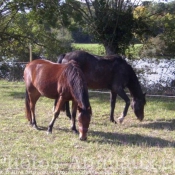 Photo de Races diffrentes