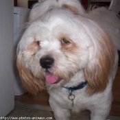 Photo de Lhassa apso