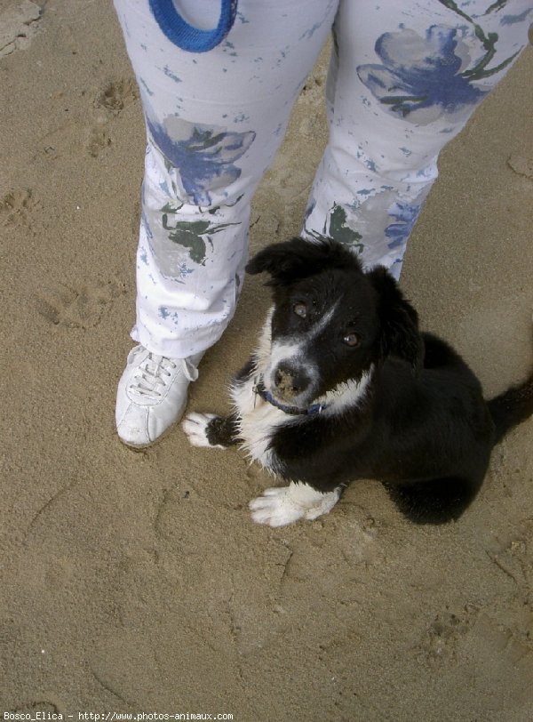 Photo de Border collie