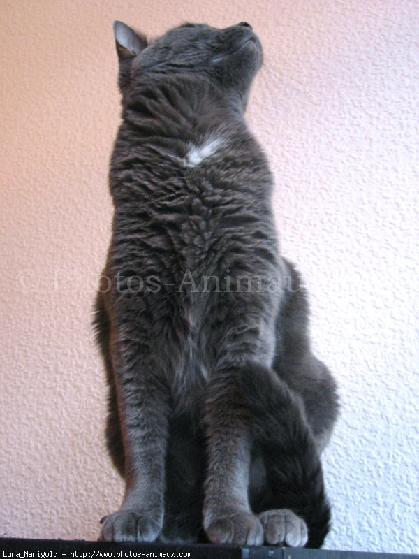 Photo de Chartreux