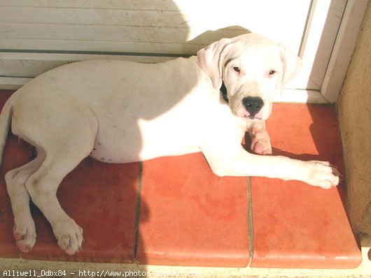 Photo de Dogue argentin