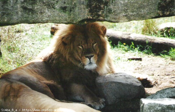 Photo de Lion