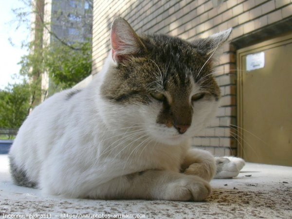 Photo de Chat domestique