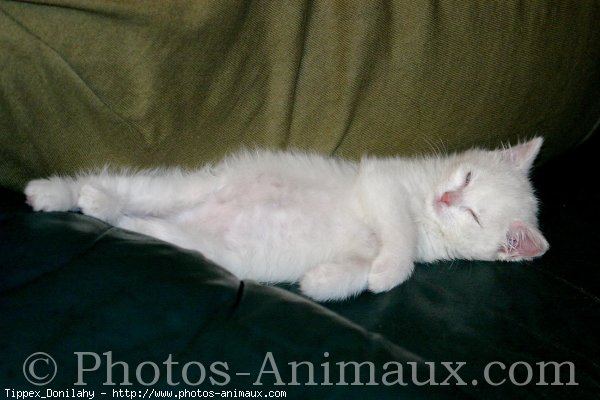 Photo d'Angora turc