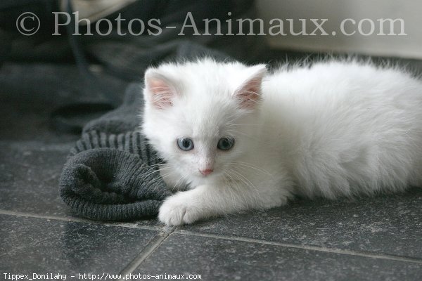 Photo d'Angora turc