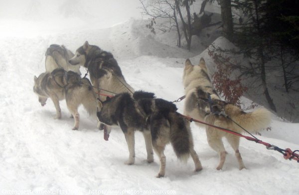 Photo de Malamute de l'alaska