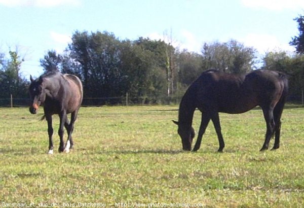 Photo de Races diffrentes