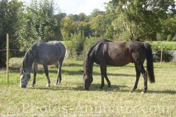 Photo de Races diffrentes