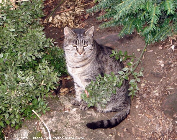 Photo de Chat domestique