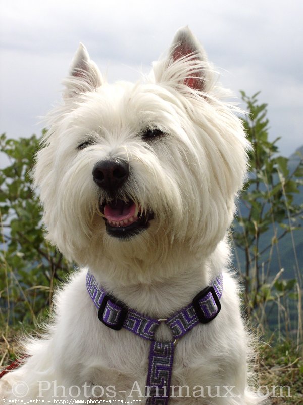 Photo de West highland white terrier