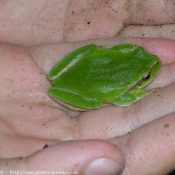 Photo de Grenouille - rainette