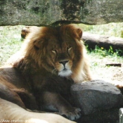 Photo de Lion