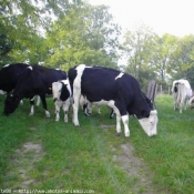 Photo de Vache