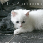 Photo d'Angora turc