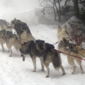 Photo de Malamute de l'alaska