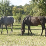 Photo de Races diffrentes