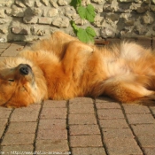 Photo d'Eurasier