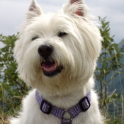 Photo de West highland white terrier