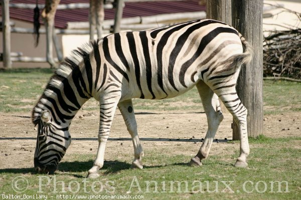 Photo de Zebre