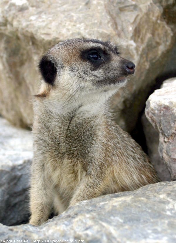 Photo de Suricate