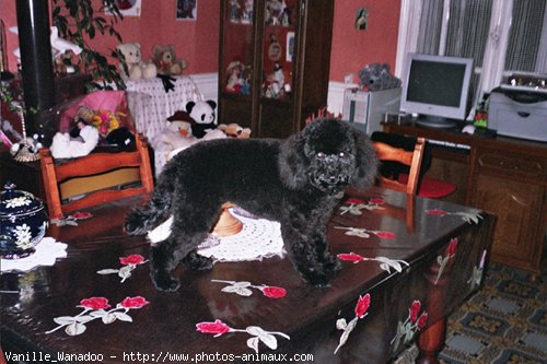 Photo de Caniche moyen