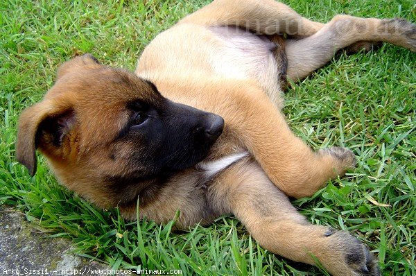 Photo de Berger belge malinois