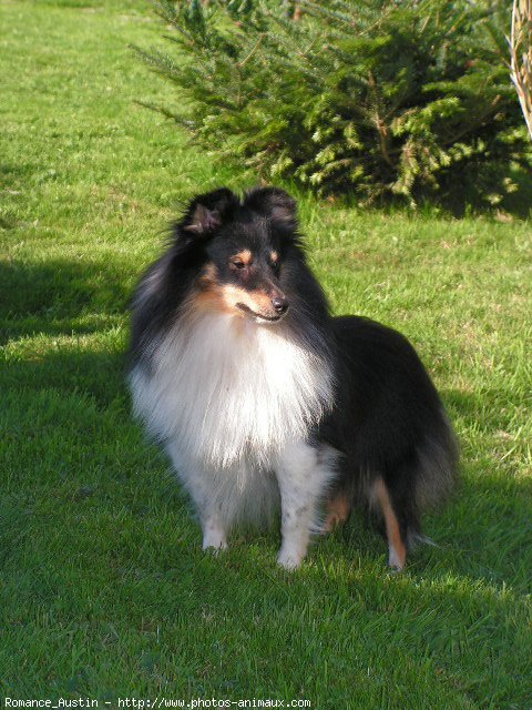 Photo de Chien de berger des shetland