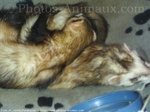 Photo de Furet