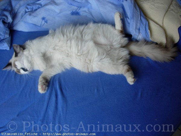 Photo de Ragdoll