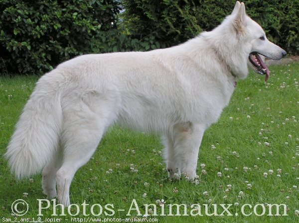 Photo de Berger blanc suisse