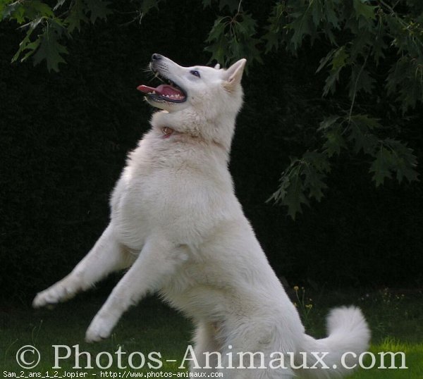 Photo de Berger blanc suisse