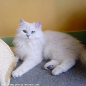 Photo de British longhair