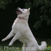 Photo de Berger blanc suisse