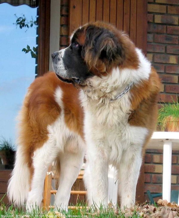 Photo de Saint-bernard poil long