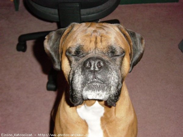 Photo de Boxer